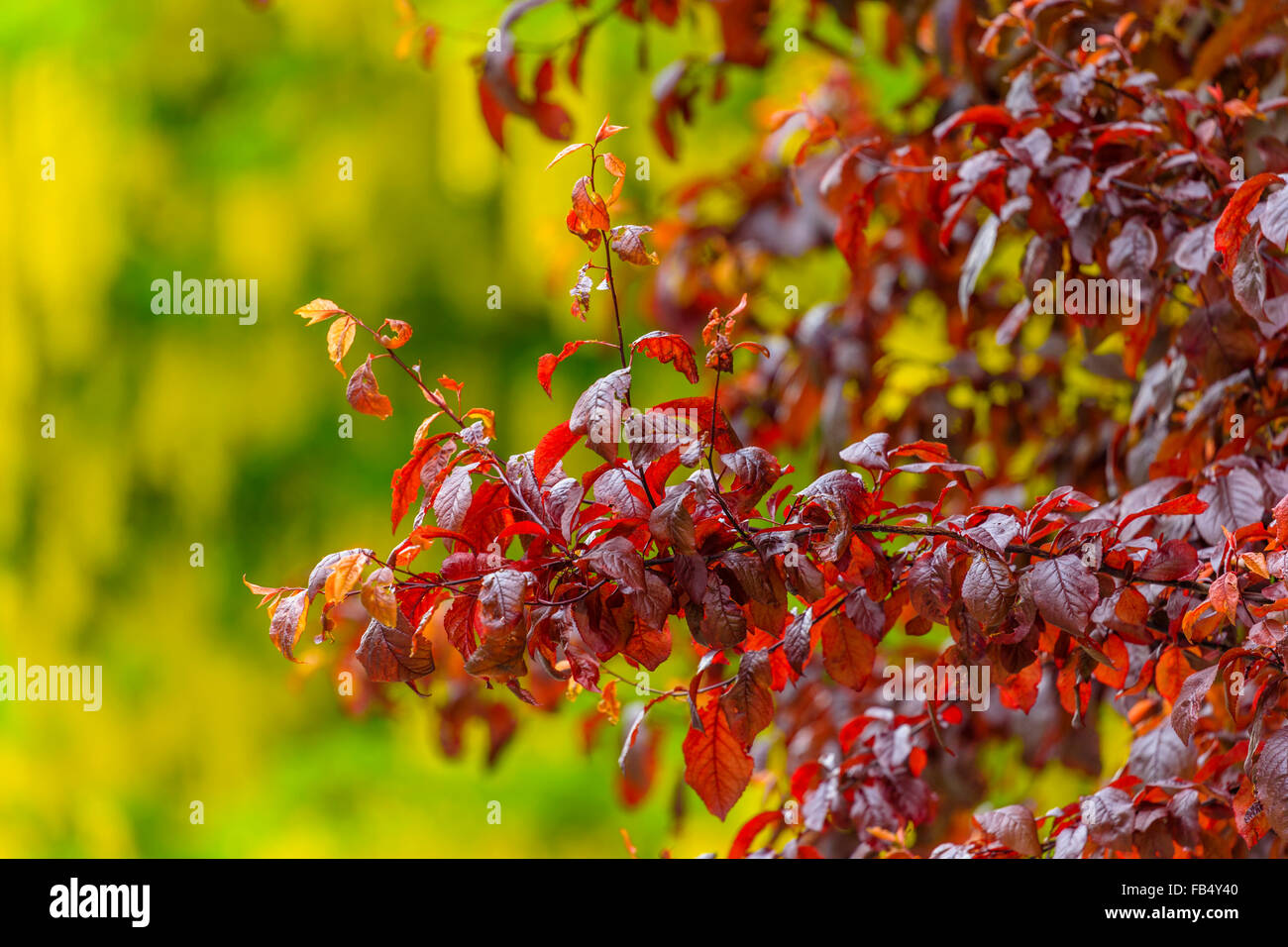 Golden Chain Tree, (Laburnum Anagryroides) on Vancouver Island Stock