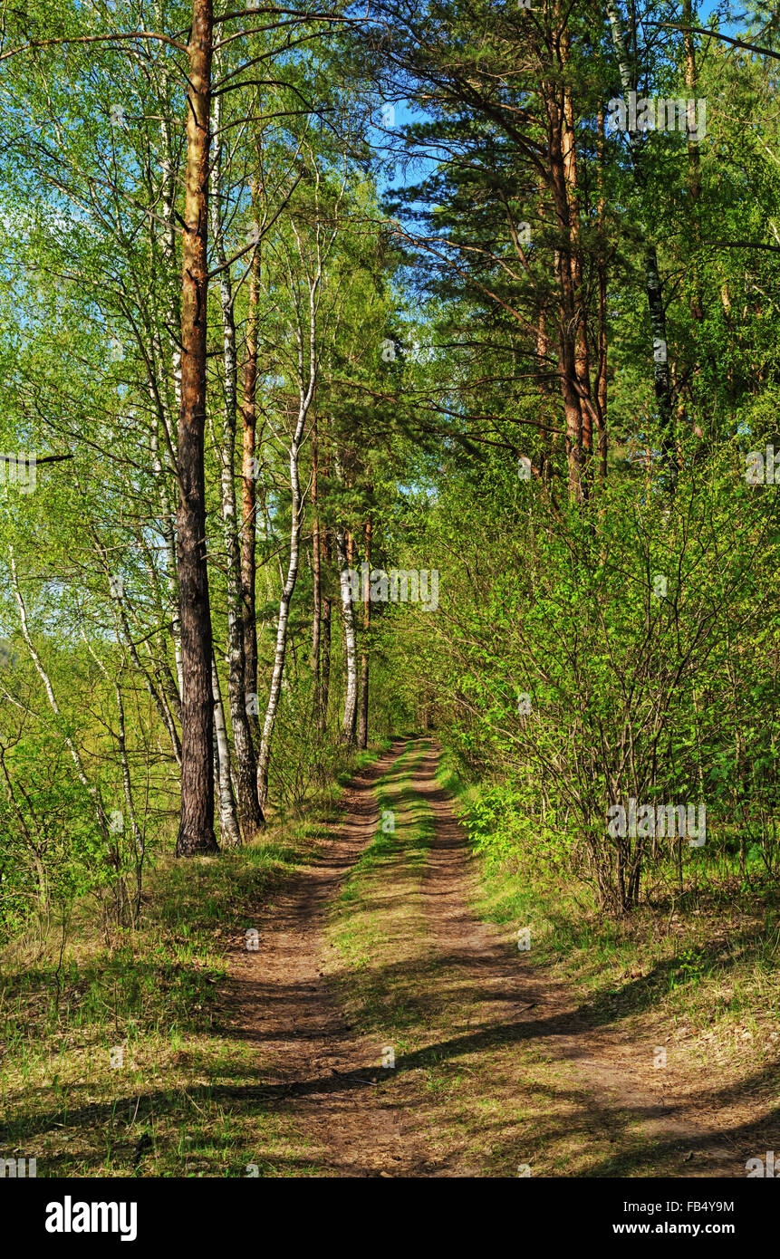 Earth road through spring forest Stock Photo - Alamy