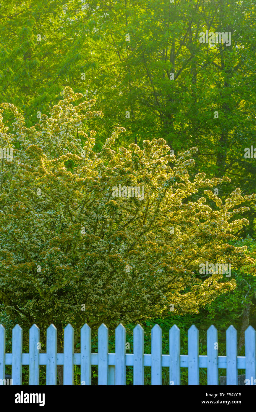 Flowering tree and picket fence in the country on Vancouver Island