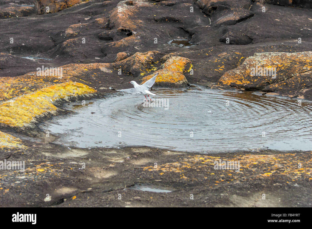 Seagull in rock-pool, Seagull bathing in rockpool, Seagull flying out of rockpool, coastal bird in flight. Laridae. Stock Photo