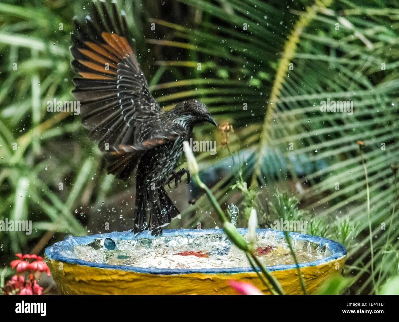 Bird playing in bird-bath.  Wattlebird having a bath, Bird bath. Stock Photo
