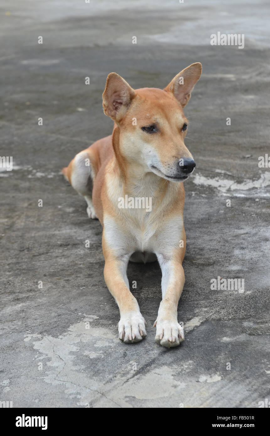 native domestic thai dog (pet) Stock Photo