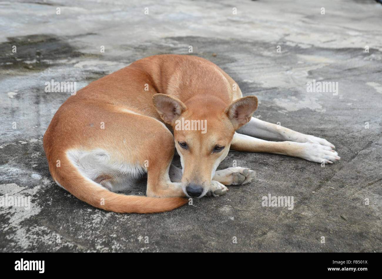 native domestic thai dog (pet) Stock Photo