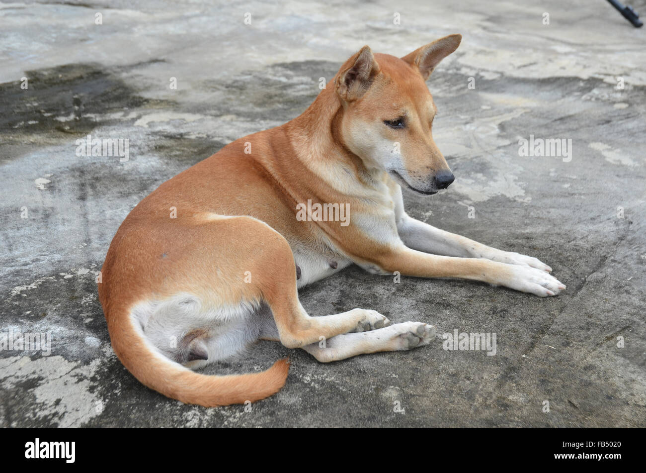 native domestic thai dog (pet) Stock Photo