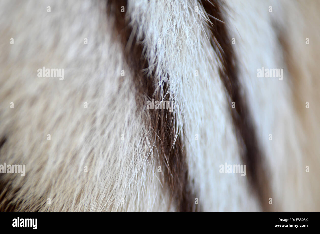 textured of real white bengal tiger fur Stock Photo
