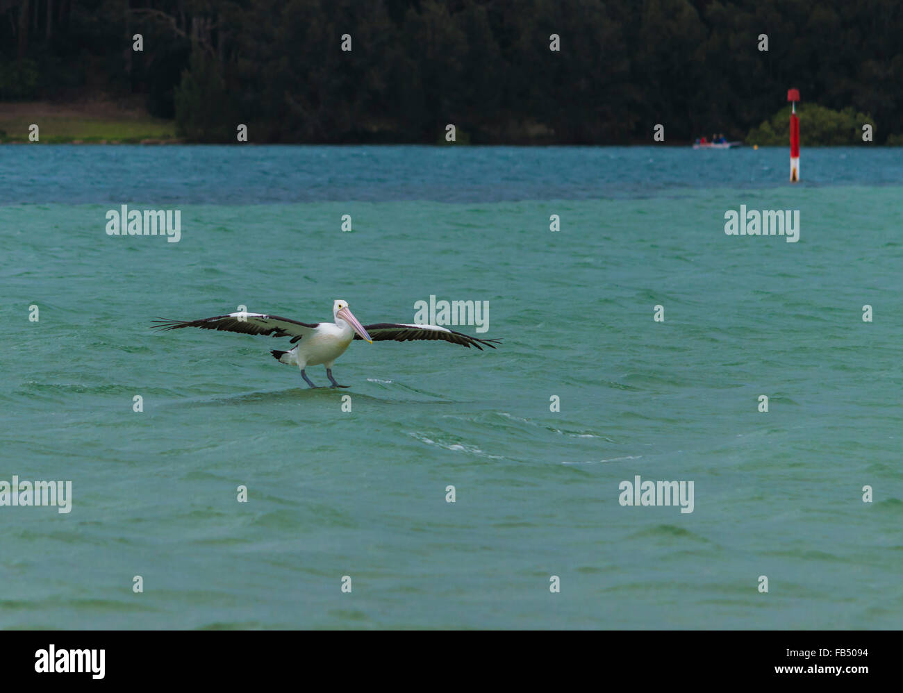 The Australian pelican Pelecanus conspicillatus  large waterbird, Pelecanidae, Pelican landing on water. Stock Photo