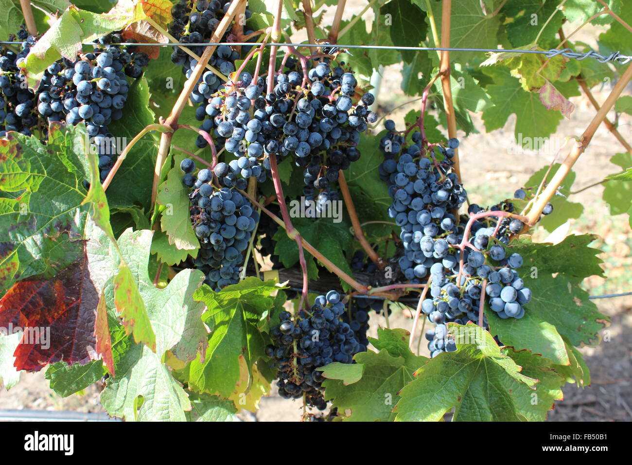 Grapes on the Vine Stock Photo Alamy