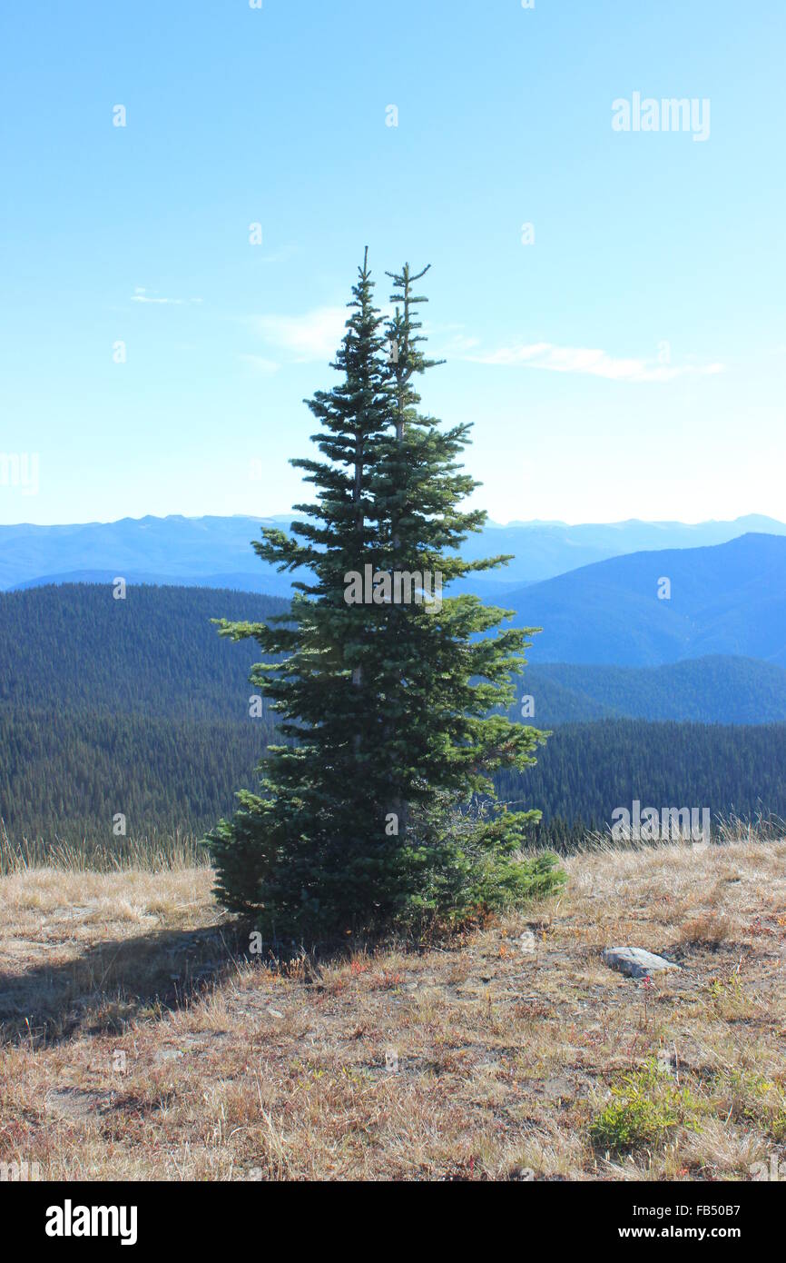 Christmas Tree Silhouette Stock Photo