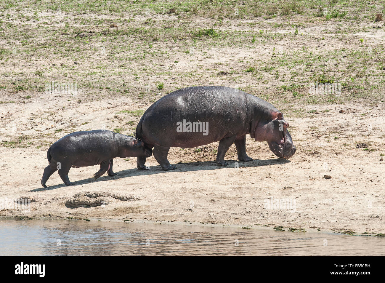 Nilpferd  oder Flusspferd (Hippopotamus amphibius) Mutter mit Jungtier, Chitwa Chitwa, Sabi Sands Privates Wildschutzgebiet, Mpu Stock Photo