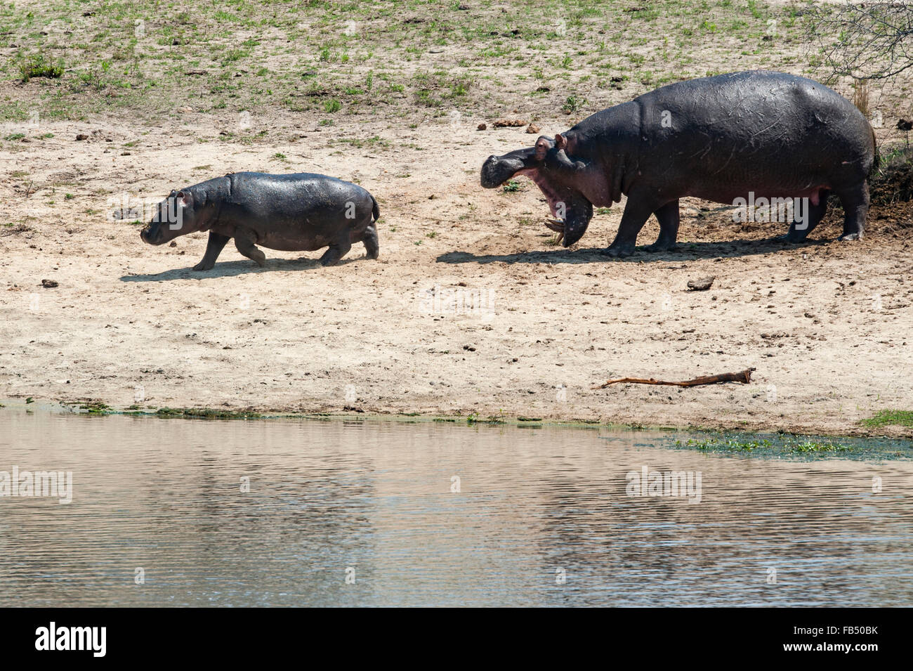 Nilpferd  oder Flusspferd (Hippopotamus amphibius) Mutter mit Jungtier, Chitwa Chitwa, Sabi Sands Privates Wildschutzgebiet, Mpu Stock Photo