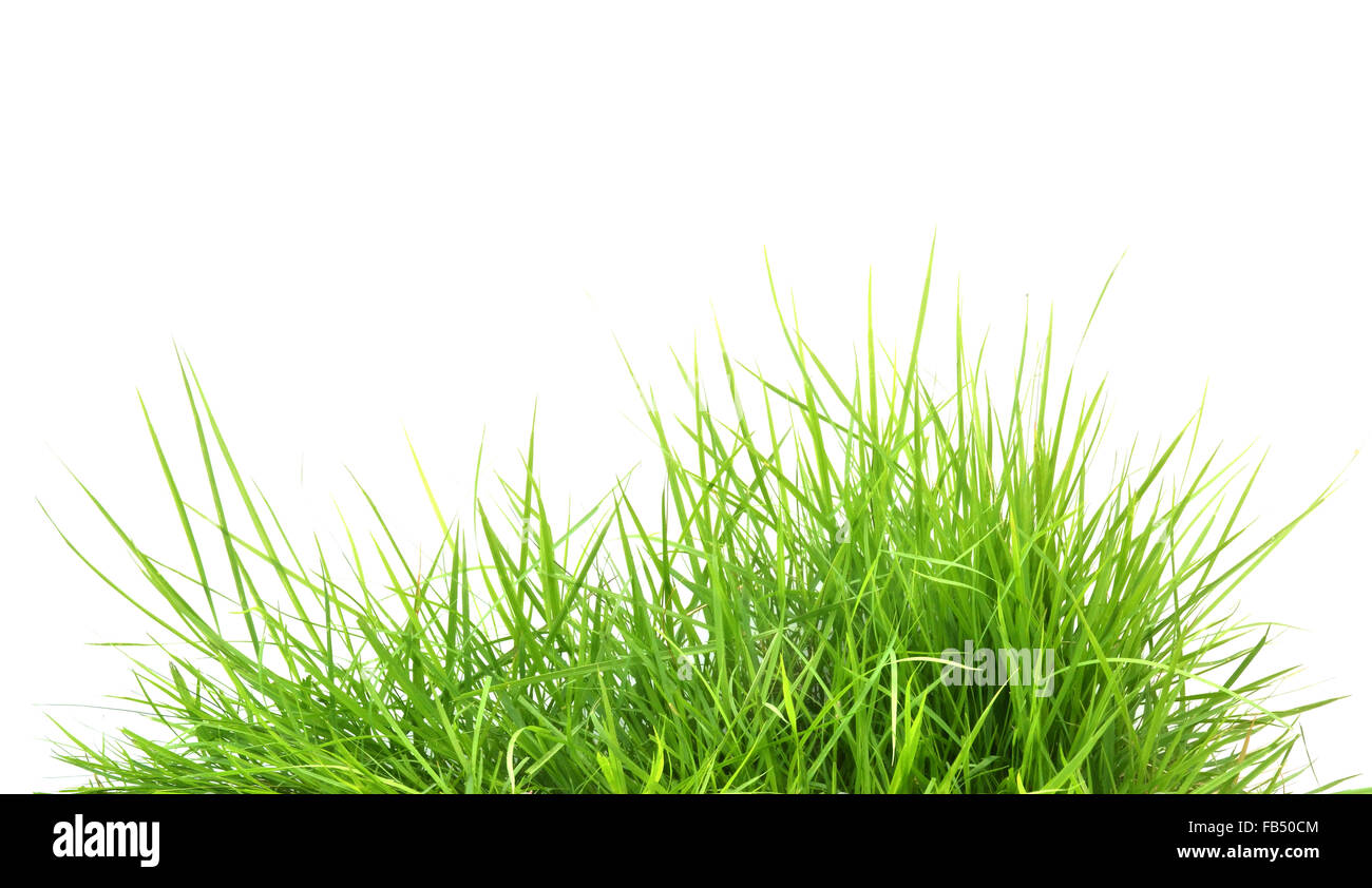 fresh spring green grass isolated on white background Stock Photo - Alamy