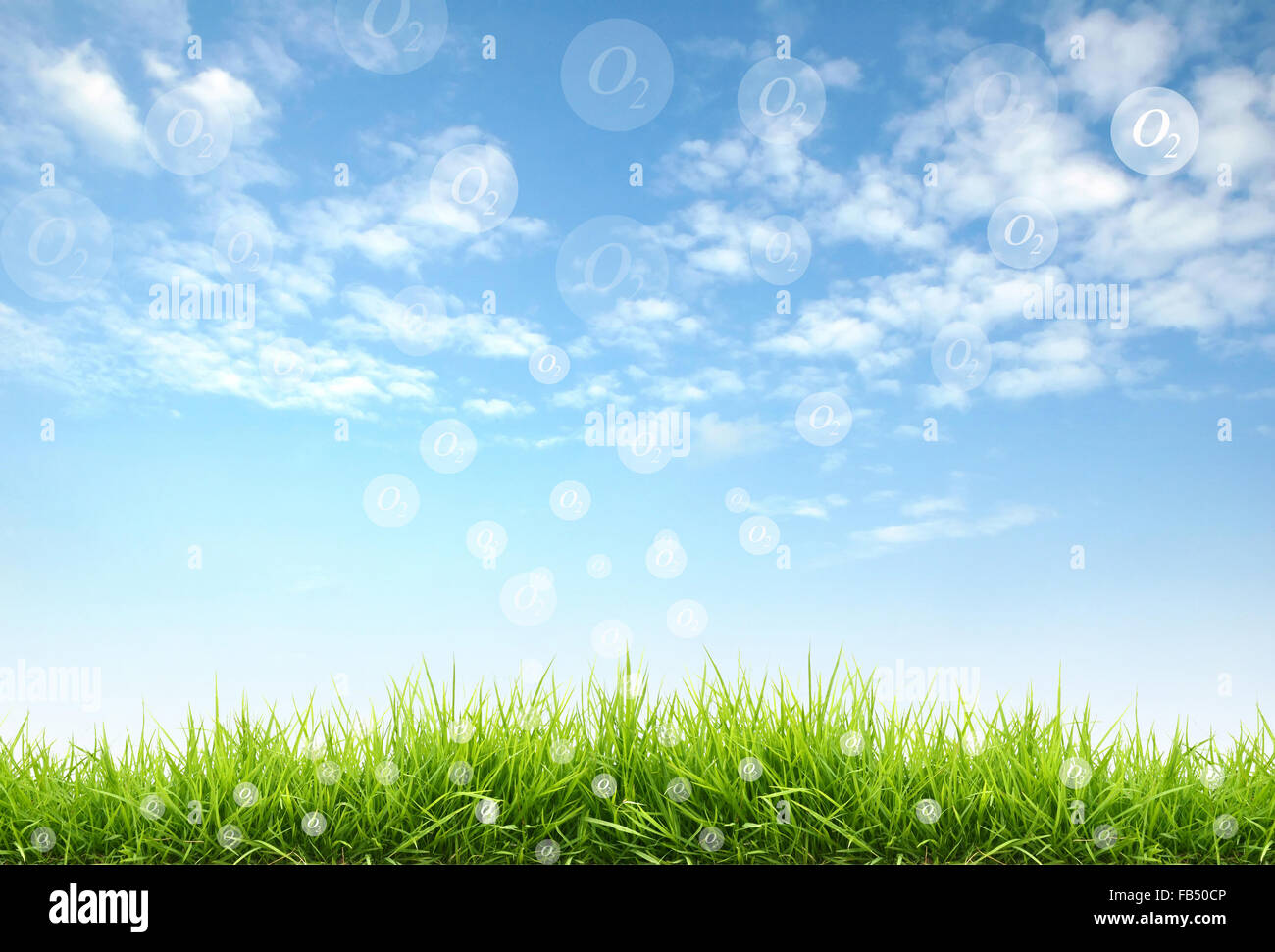 fresh spring grass with blue sky Stock Photo