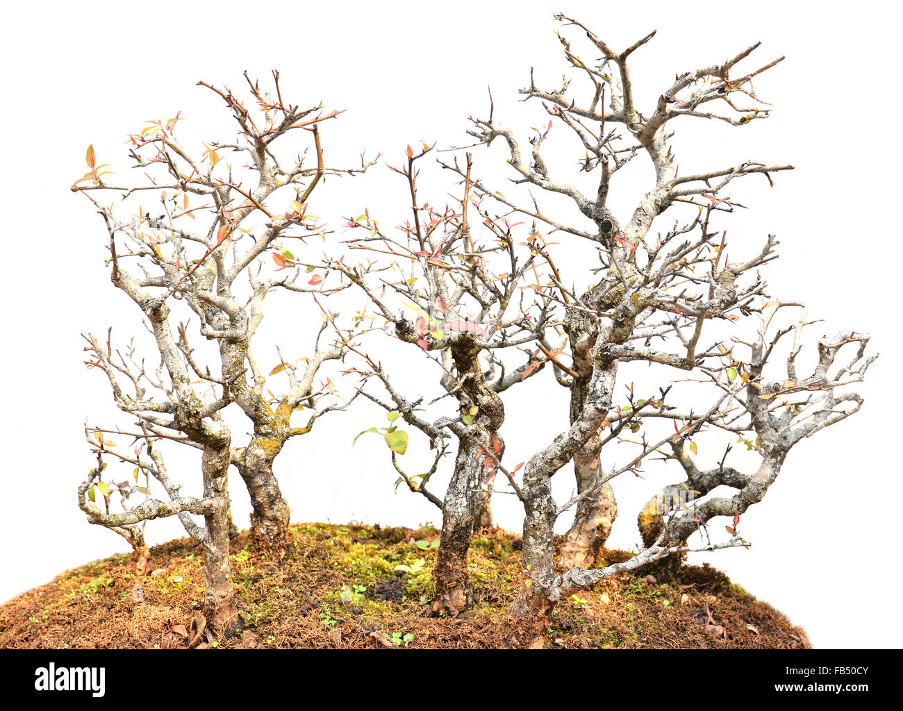 beautiful bonsai tree isolated on white background Stock Photo - Alamy