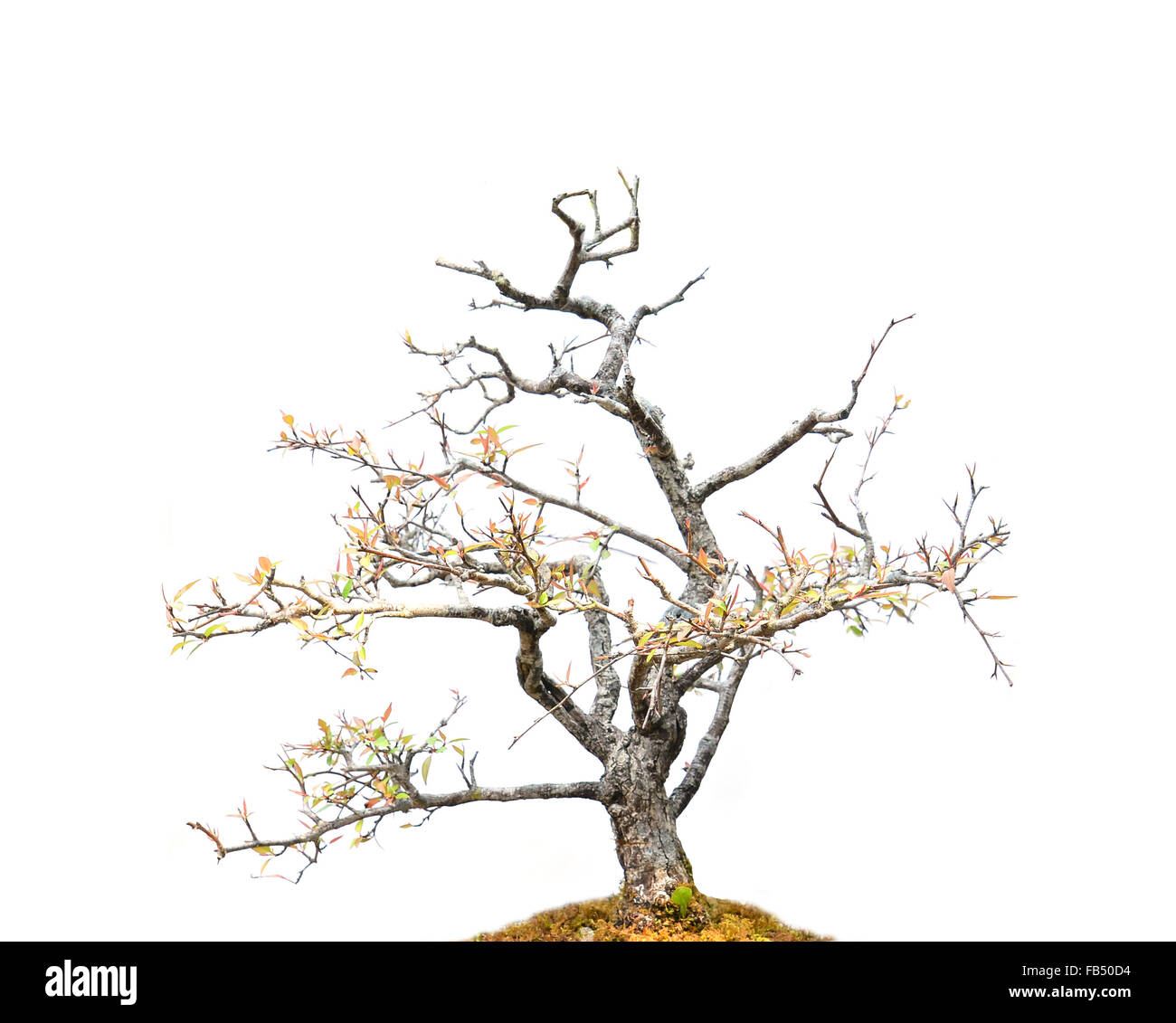 beautiful bonsai tree isolated on white background Stock Photo - Alamy