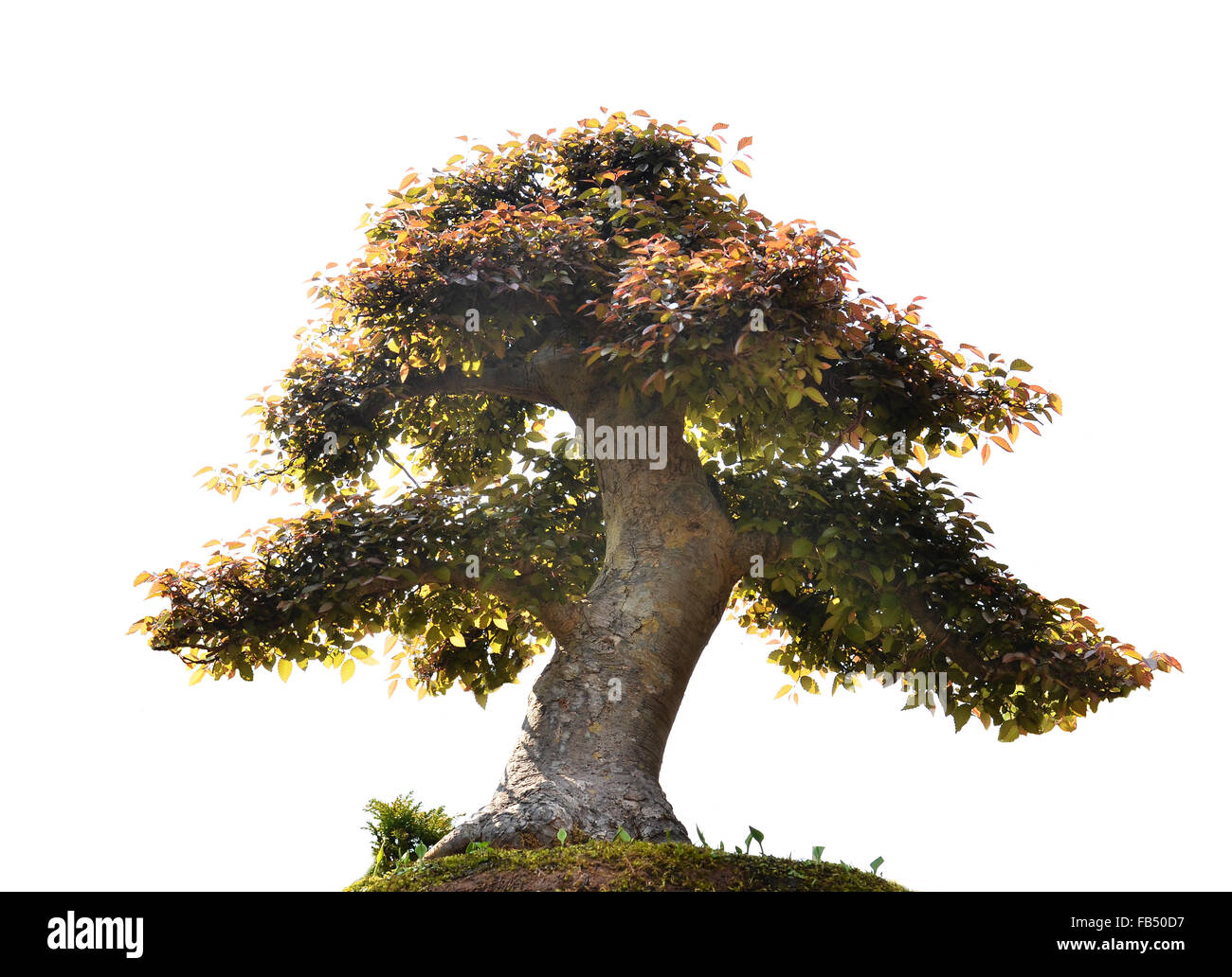 beautiful bonsai tree isolated on white background Stock Photo - Alamy