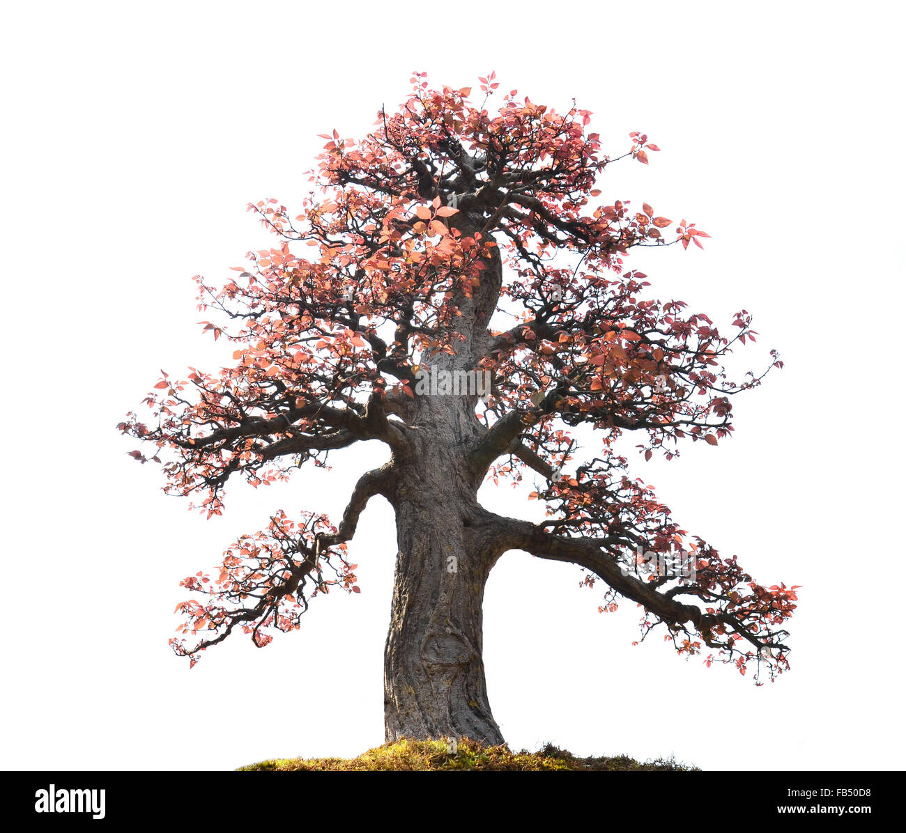 beautiful bonsai tree isolated on white background Stock Photo - Alamy