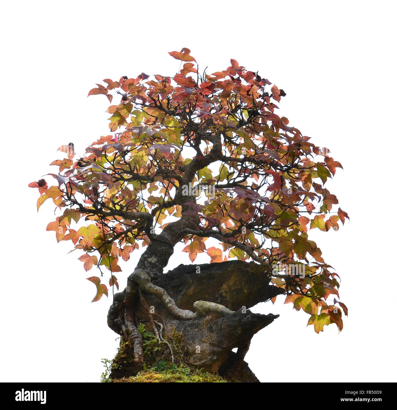 beautiful bonsai tree isolated on white background Stock Photo - Alamy