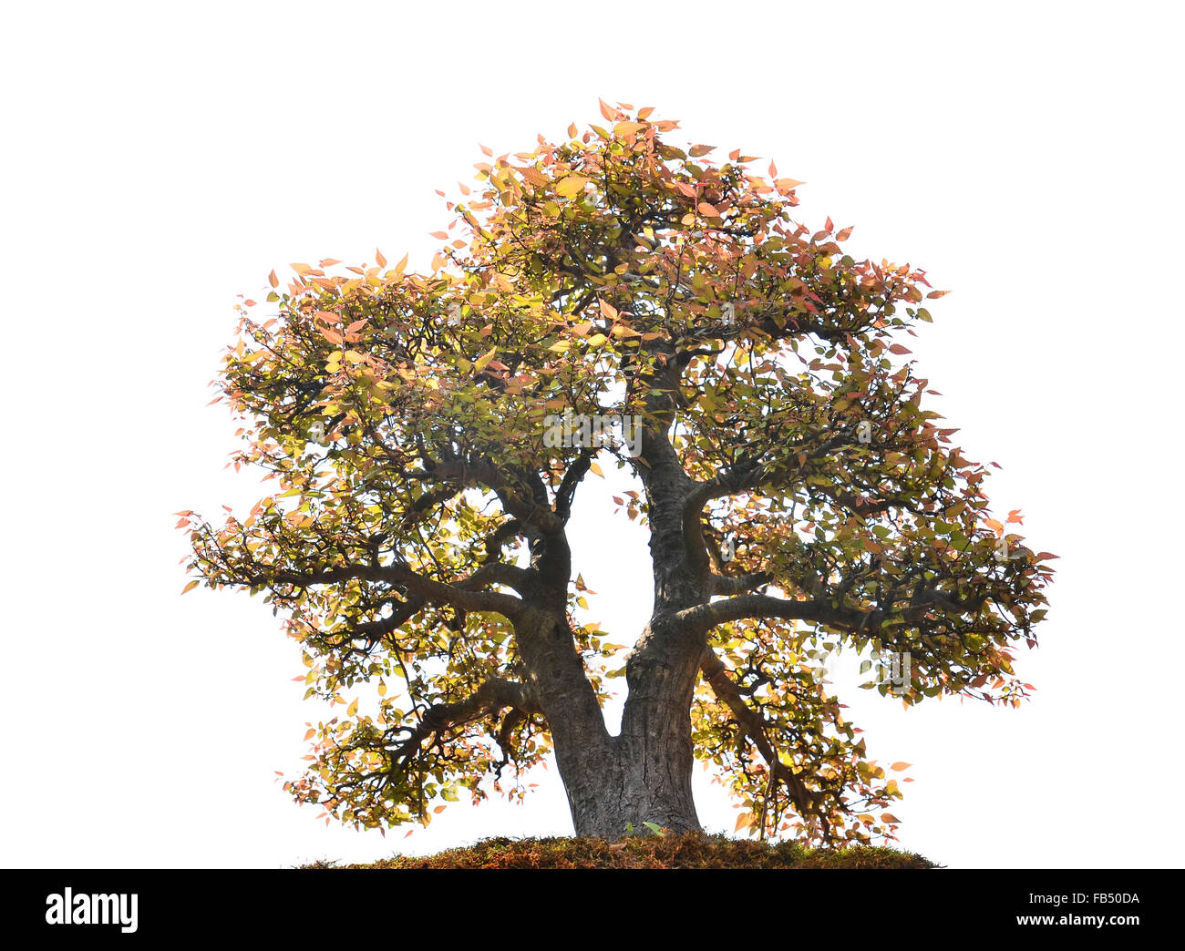 beautiful bonsai tree isolated on white background Stock Photo - Alamy