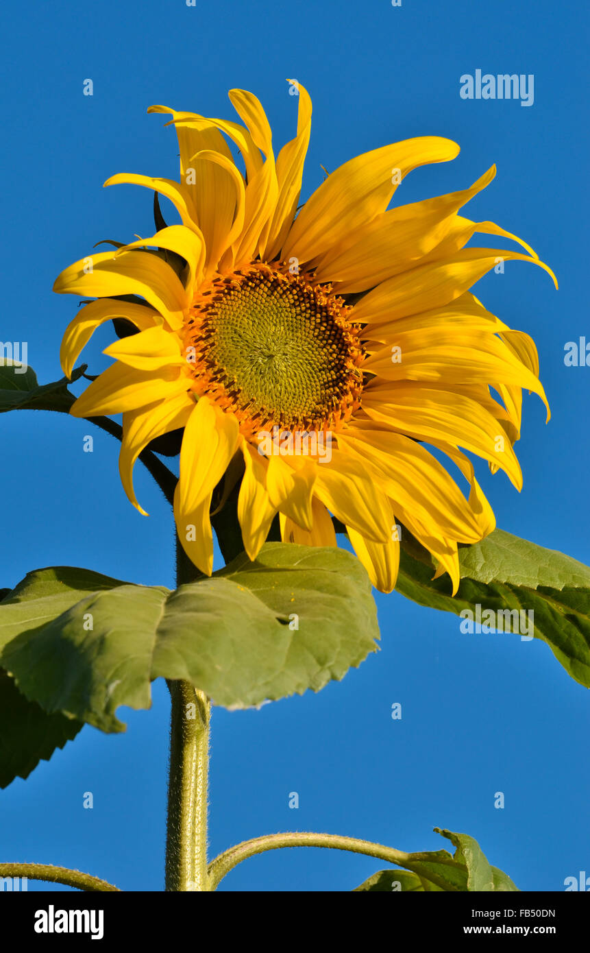 Close-up of sun flower and blue sky Stock Photo