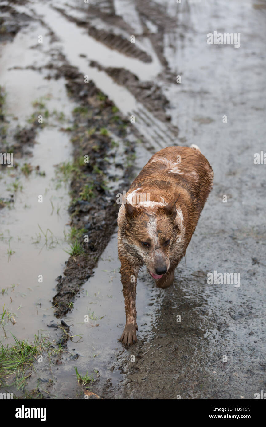 wet muddy working farm dog walking in the rain Stock Photo