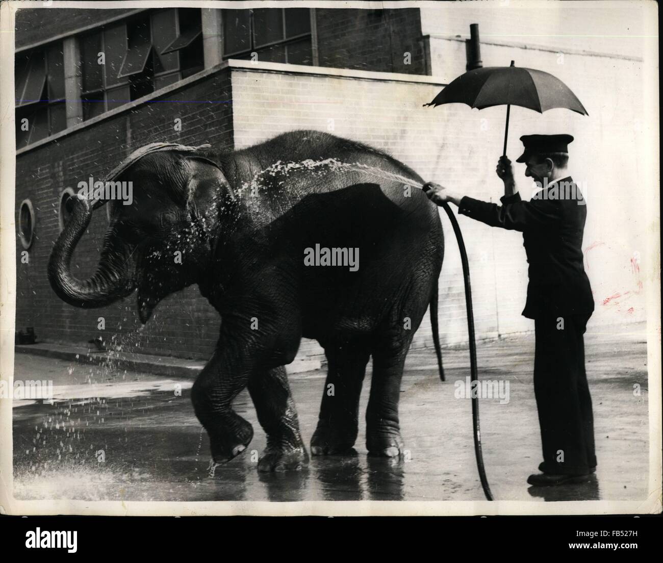 1948 - The Umbrella Does Keep Off Some Of The Water Bath-Time For Dumbo At The Zoo: ''Dumbo'' the five year old Indian Elephant at the London Zoo - uses the flannel vigorously on her head - as keeper William Crompton wields the hose - during bath-time at the London Zoo. © Keystone Pictures USA/ZUMAPRESS.com/Alamy Live News Stock Photo