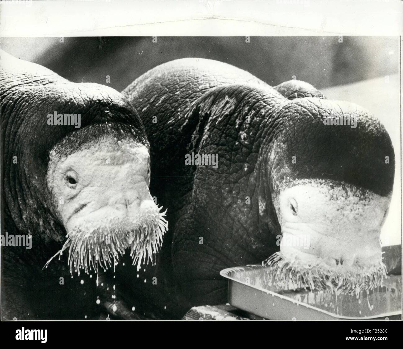 1968 - Latest In Beauty Treatment. Latest thing in facial pancake makeup must be this beauty treatment seen being self-administered by these two young walruses at Marineland of the Pacific, California. Actually, the formula is designed to line the walls of the walruses' stomach, so the hungry young rascals enjoy tucking in right up to their eyes. The ''makeup'' is a tasty mixture of extra thick double creme, vitamins, eggs, ground clams and cod liver oil. Photo Shows: Young walruses up to their ears in formula. © Keystone Pictures USA/ZUMAPRESS.com/Alamy Live News Stock Photo