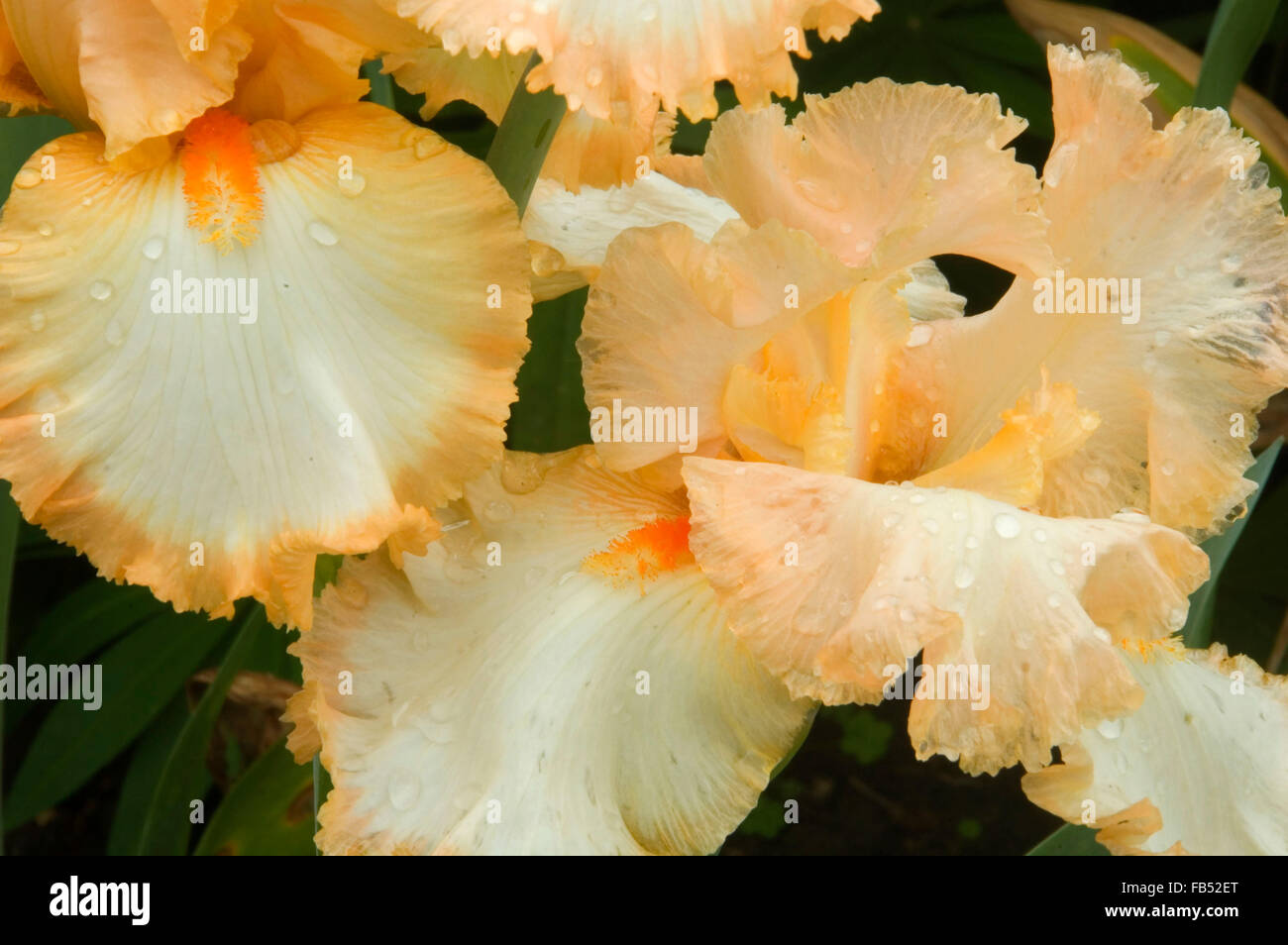 Halo in Peach iris, Schreiners Iris Gardens, Keizer, Oregon Stock Photo