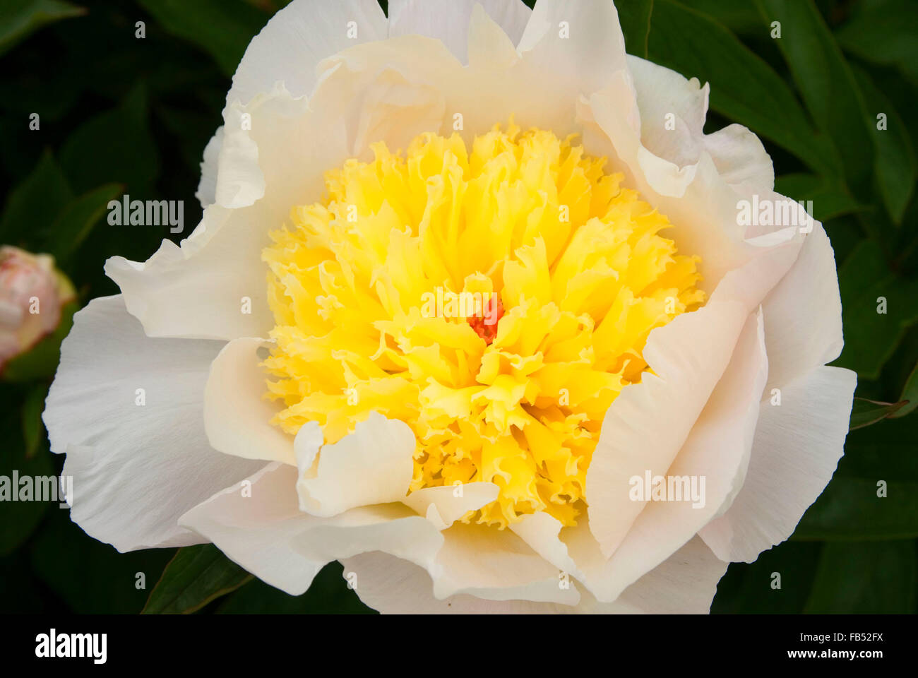 Peony, Adelman Peony Garden, Brooks, Oregon Stock Photo Alamy