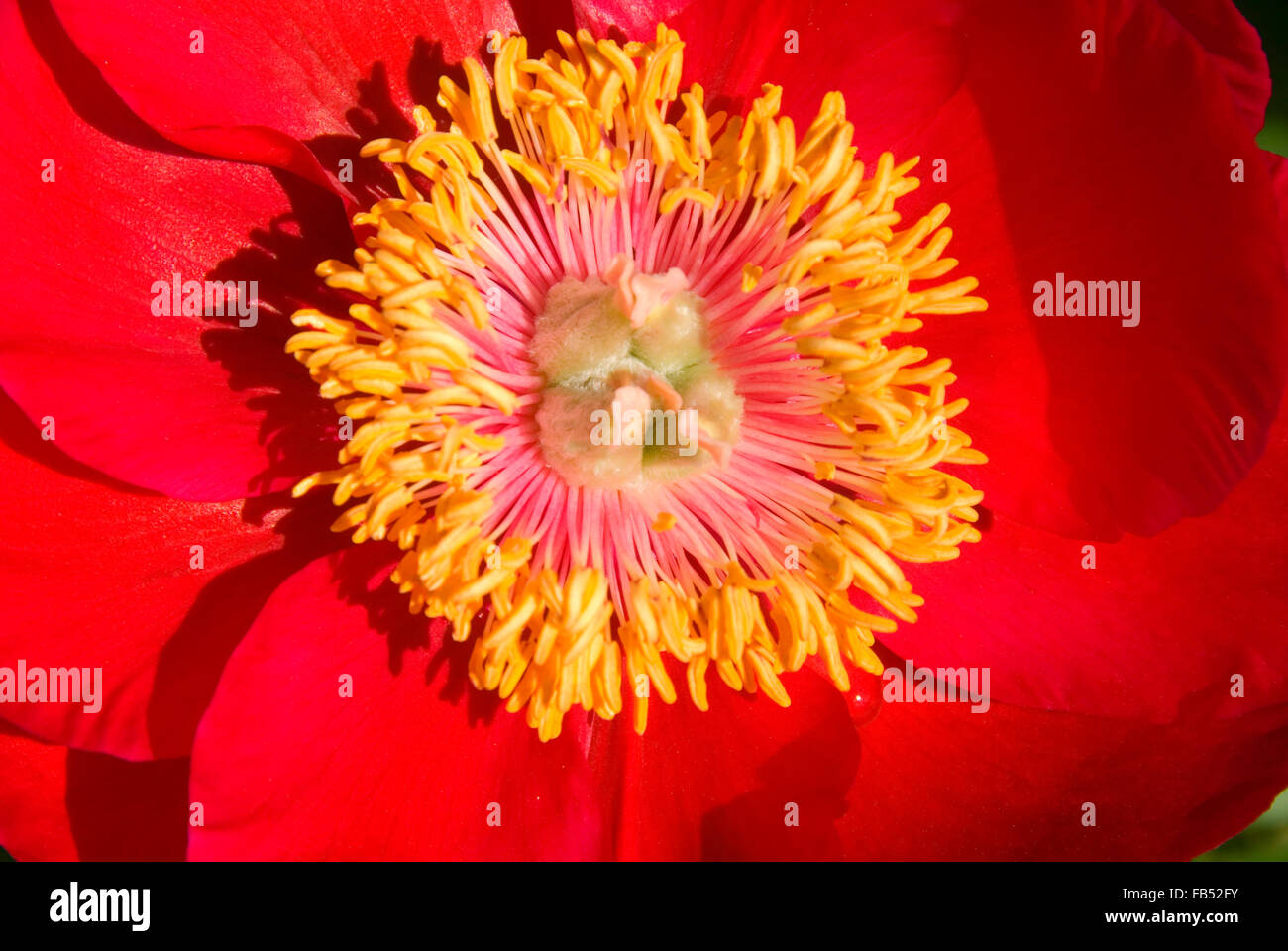 Fairy Princess peony, Adelman Peony Garden, Brooks, Oregon Stock Photo