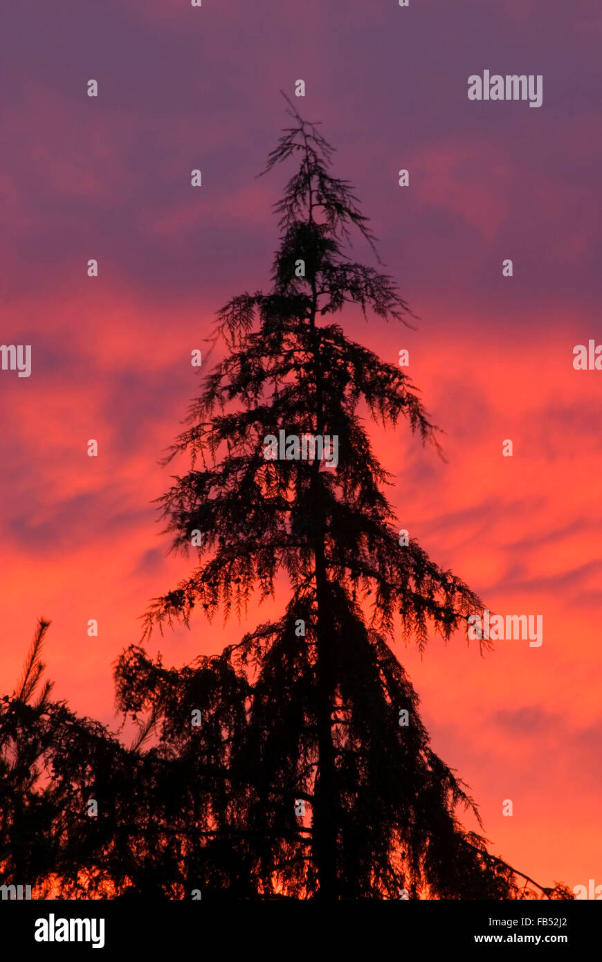 Nootka cypress sunset, Oregon Garden, Silverton, Oregon Stock Photo