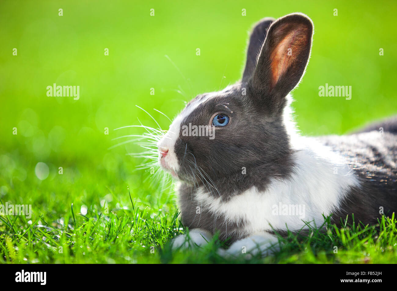 Rabbit on the grass hires stock photography and images Alamy