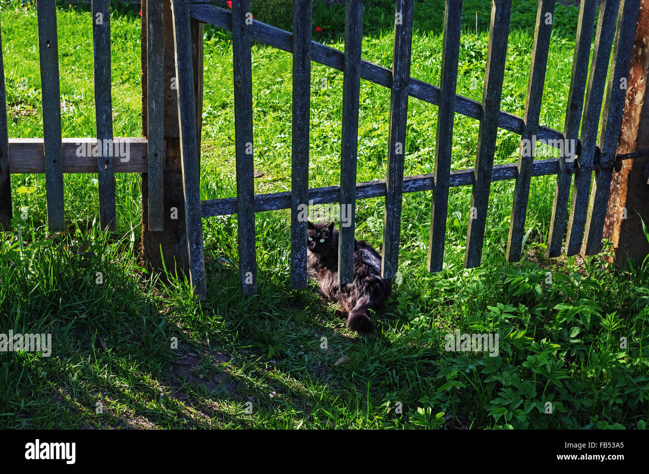 Black cat goes near village fence Stock Photo - Alamy