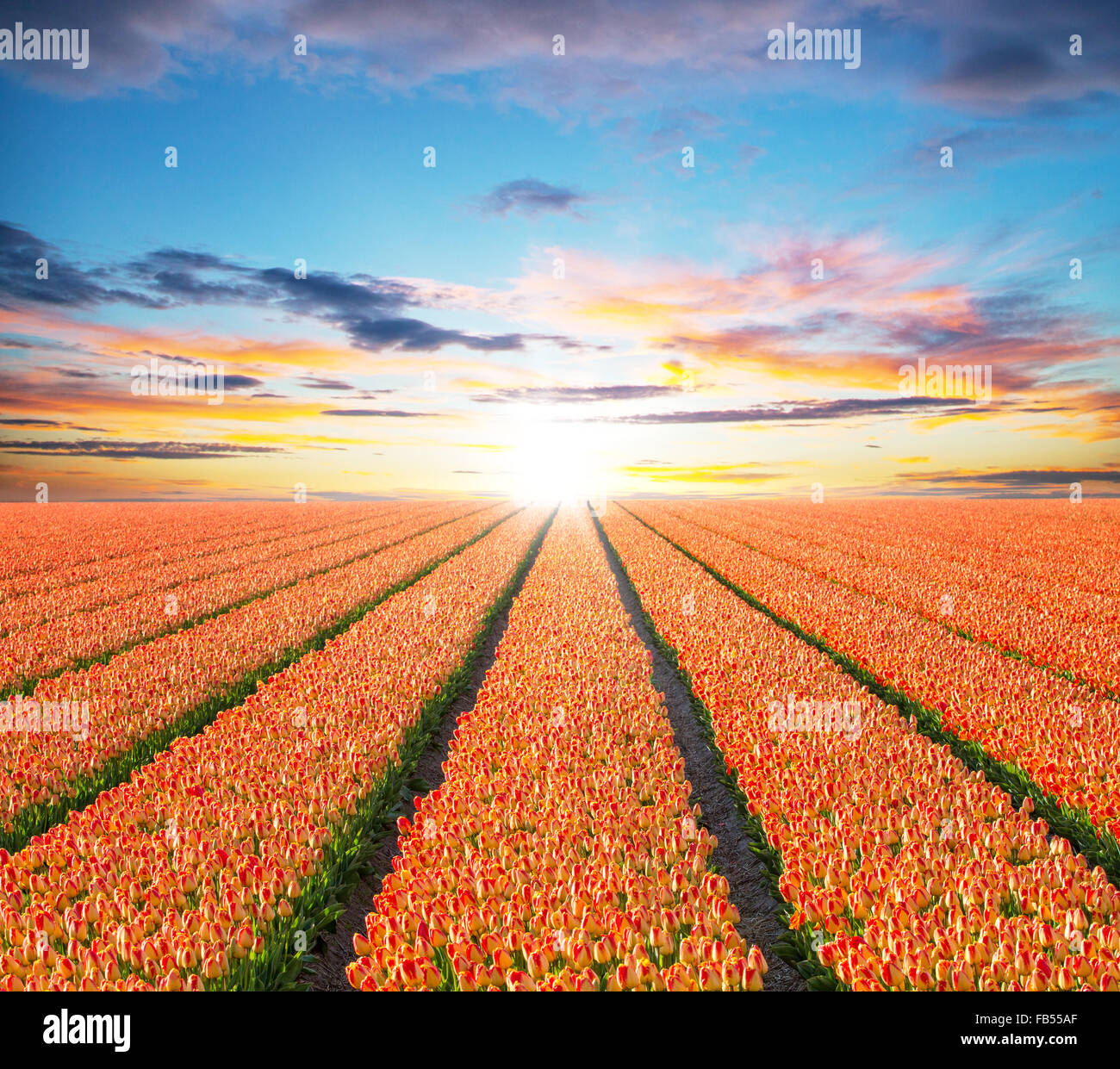 Beautiful tulips field in the Netherlands Stock Photo
