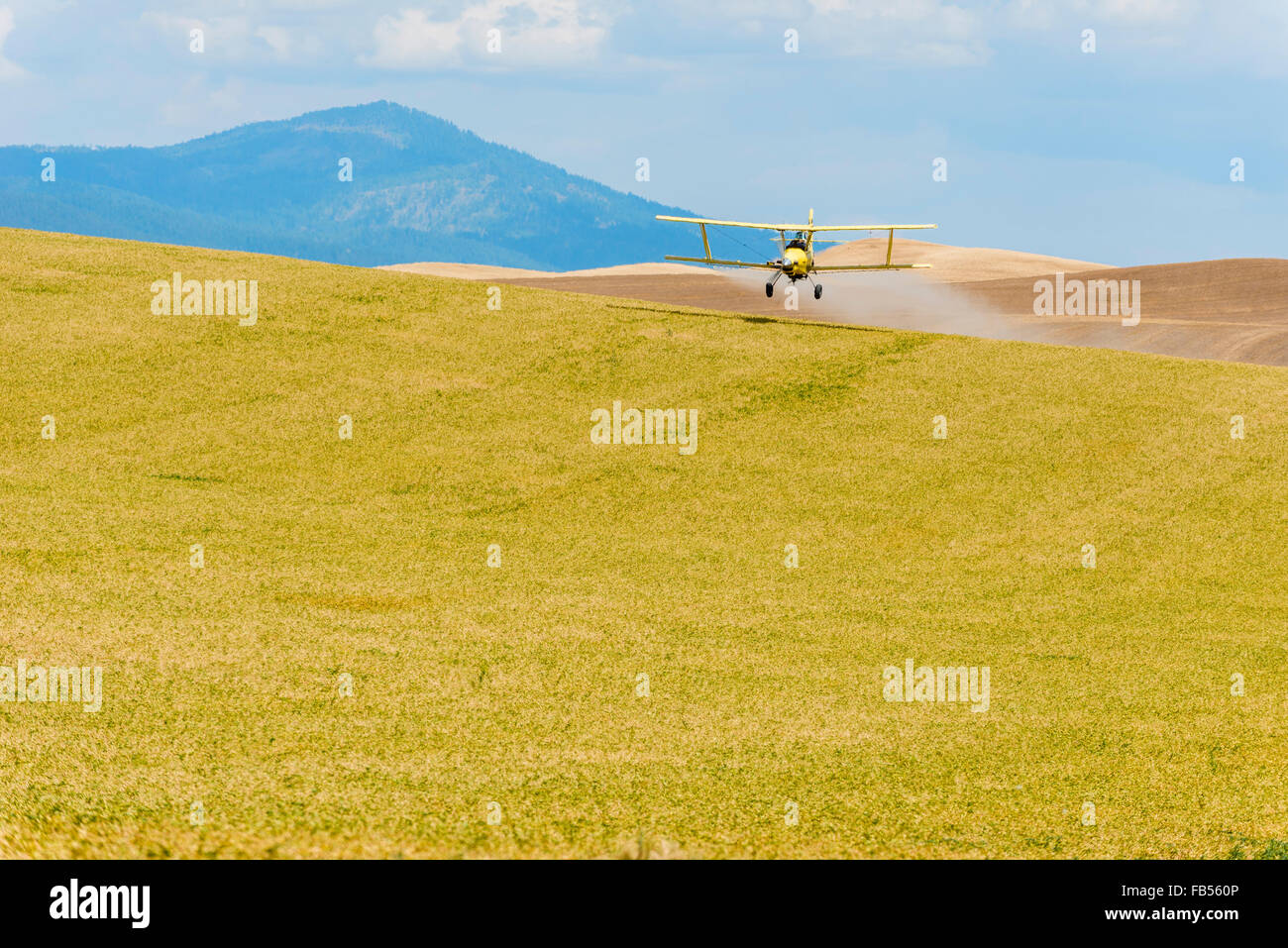 Crop duster spraying herbicide on fields of garbanzo beans in the