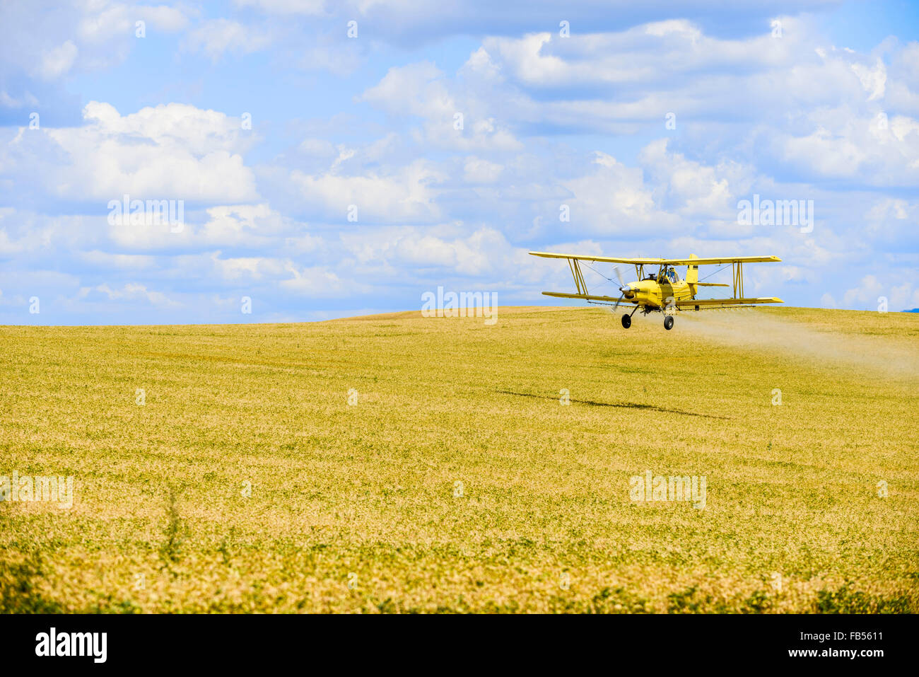 Crop duster spraying herbicide on fields of garbanzo beans in the