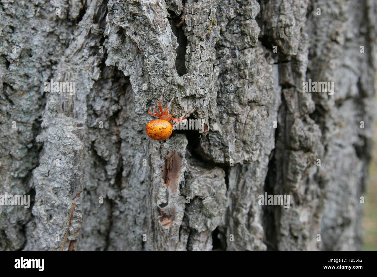 Bright Orange Spider High Resolution Stock Photography And Images Alamy