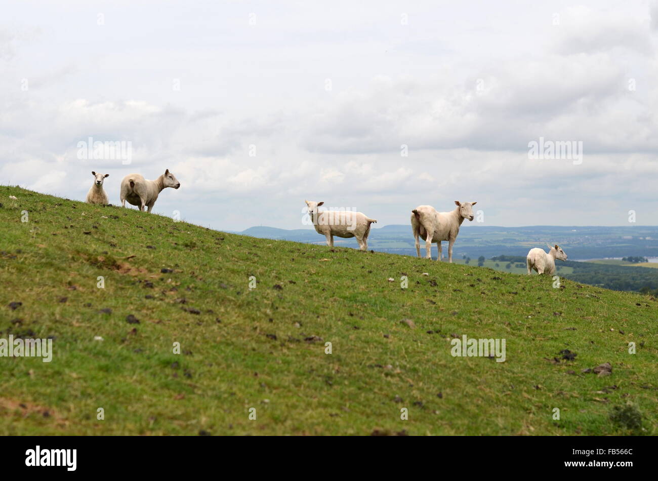 Sheep on Binny Craig, Scotland Stock Photo