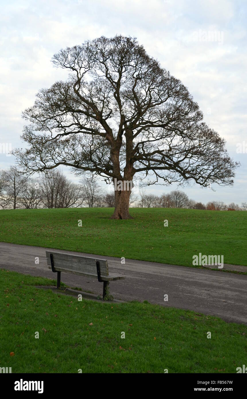 Leafless tree park hi-res stock photography and images - Alamy
