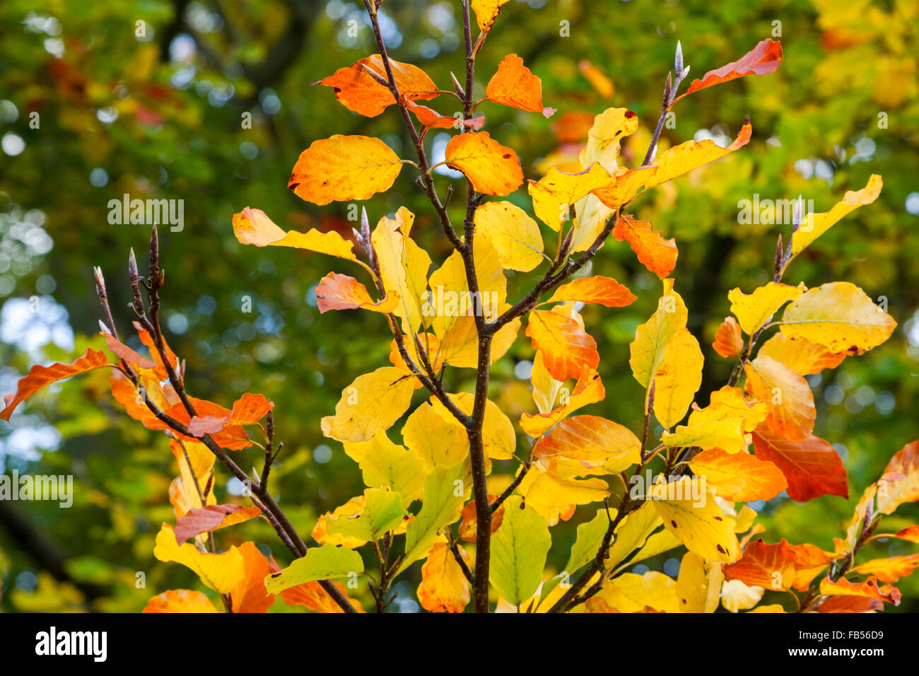 Beech leaves showing first signs of red, yellow, gold and green autumn colours Stock Photo