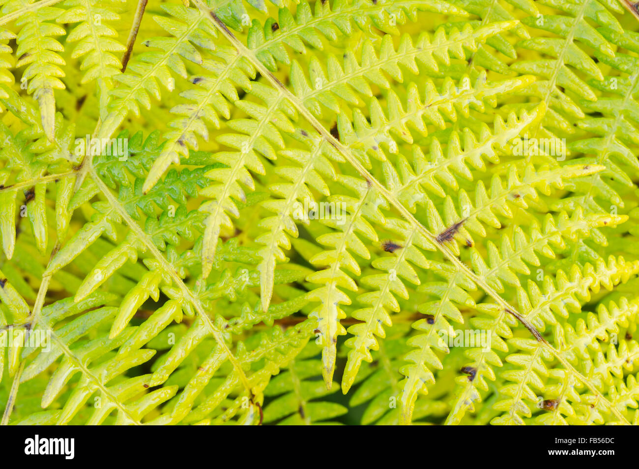 Fresh growth of green lush bracken (Latin name Pteridium) covered in rain water Stock Photo