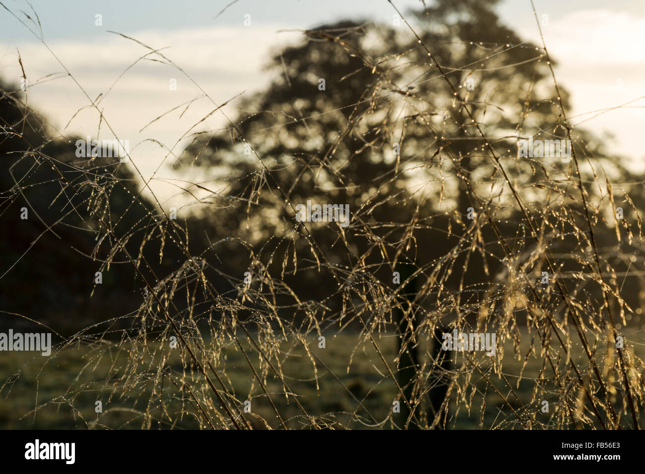 Dew covered grasses in morning sunlight with sycamore tree silhouettes in background Stock Photo