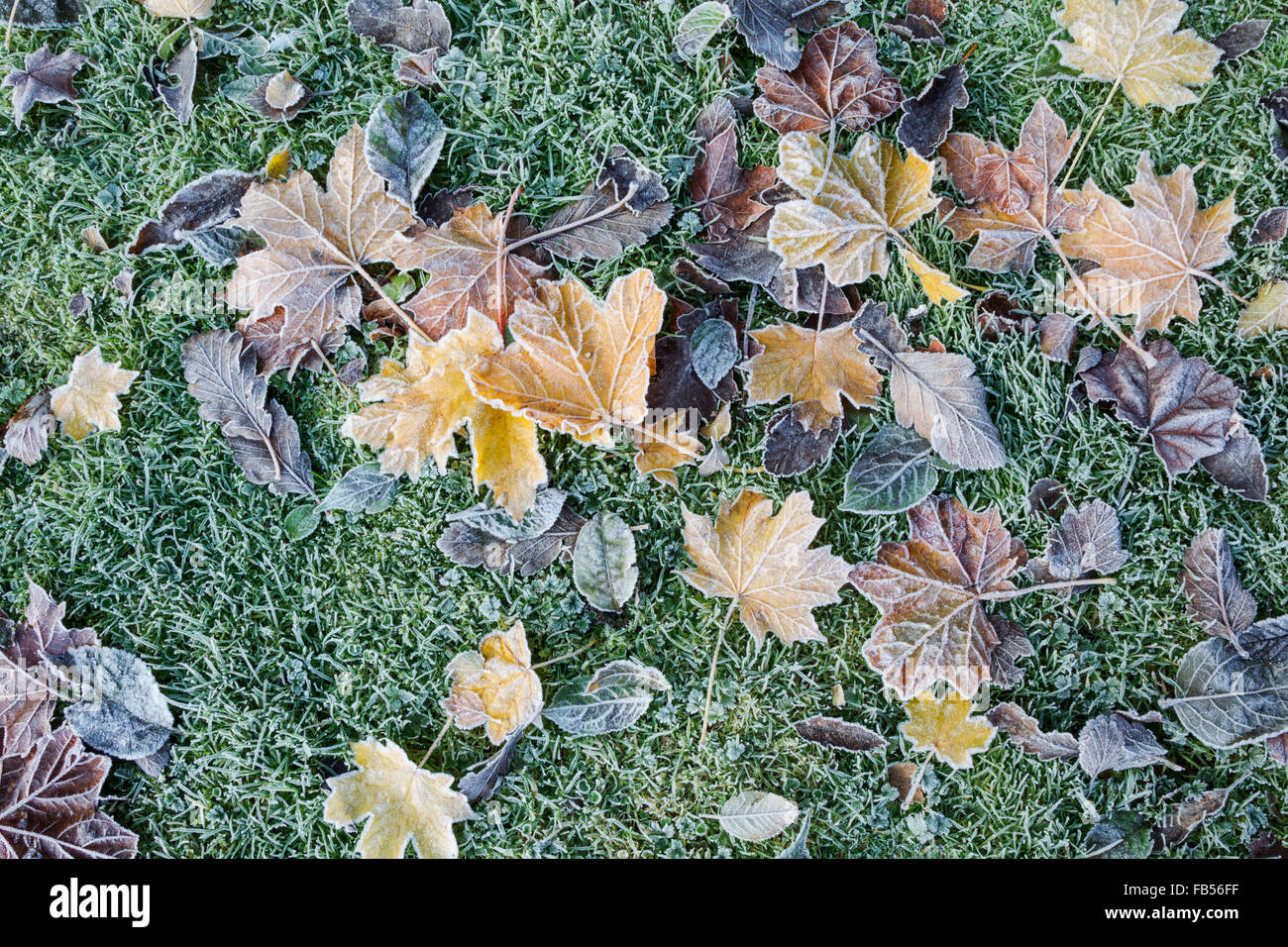 A mixture of leaves covered in frost and lying on grassy ground Stock ...
