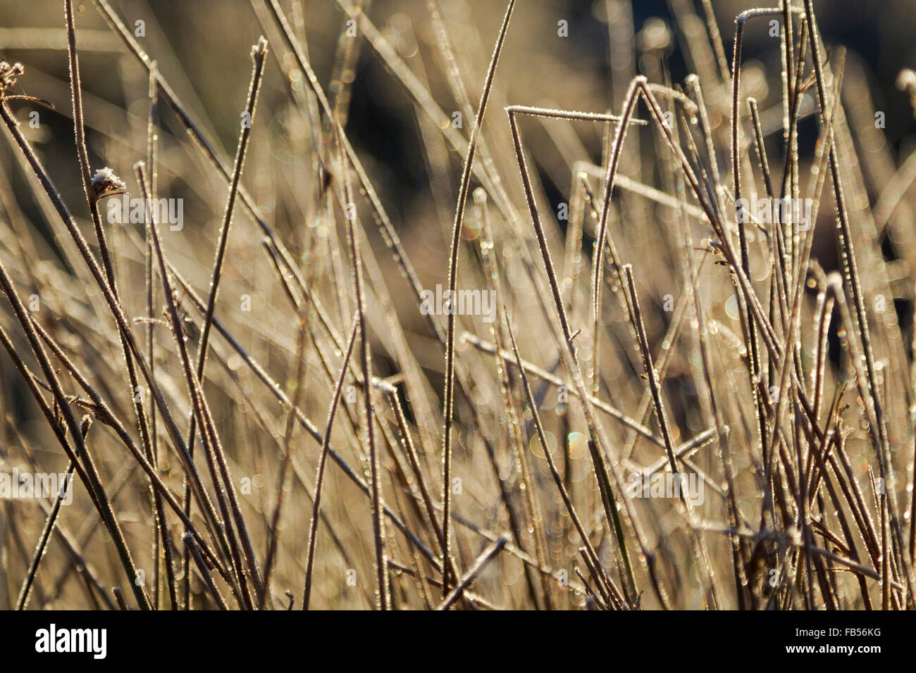 Frost covered stalks of rough grass backlit by early morning sunlight Stock Photo