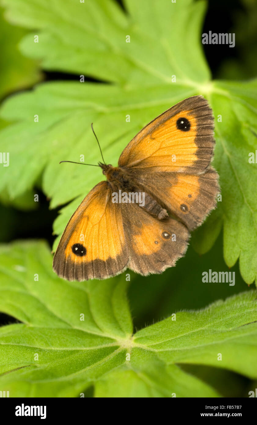Gatekeeper butterfly (Maniola tithonus) Stock Photo