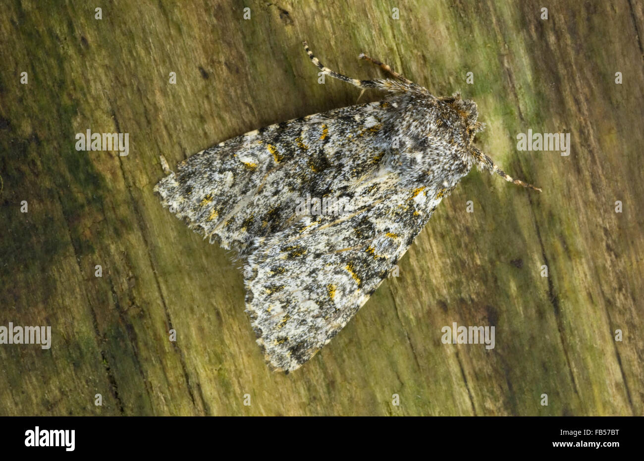 Large Ranunculus moth (Polymixis flavicincta Stock Photo - Alamy