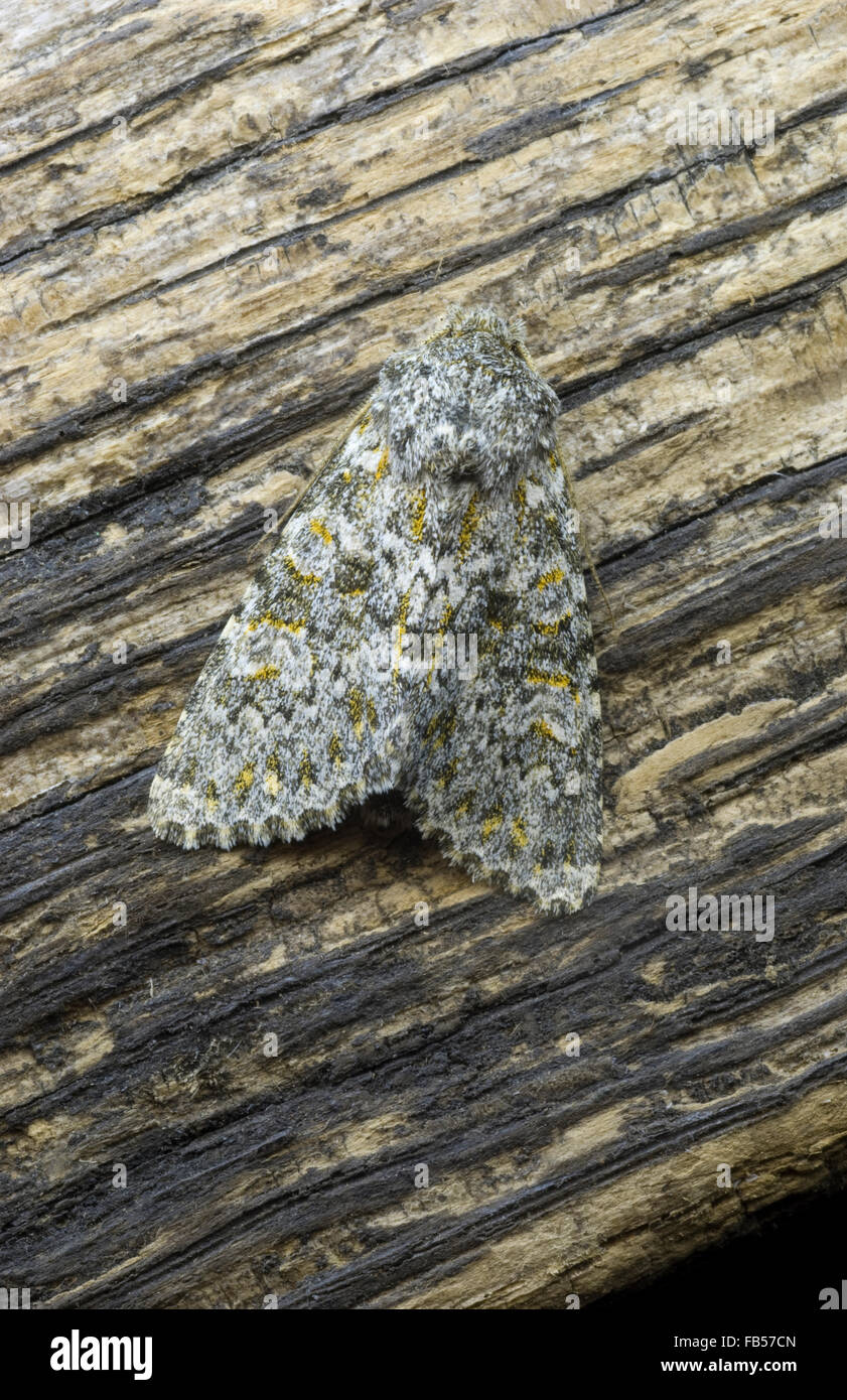 Large Ranunculus moth (Polymixis flavicincta) Stock Photo