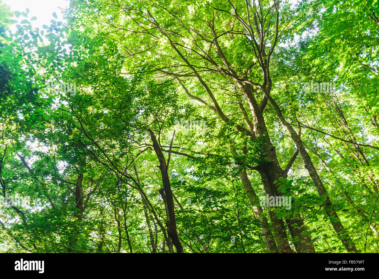 Bright green forest with ray of light in morning Stock Photo - Alamy
