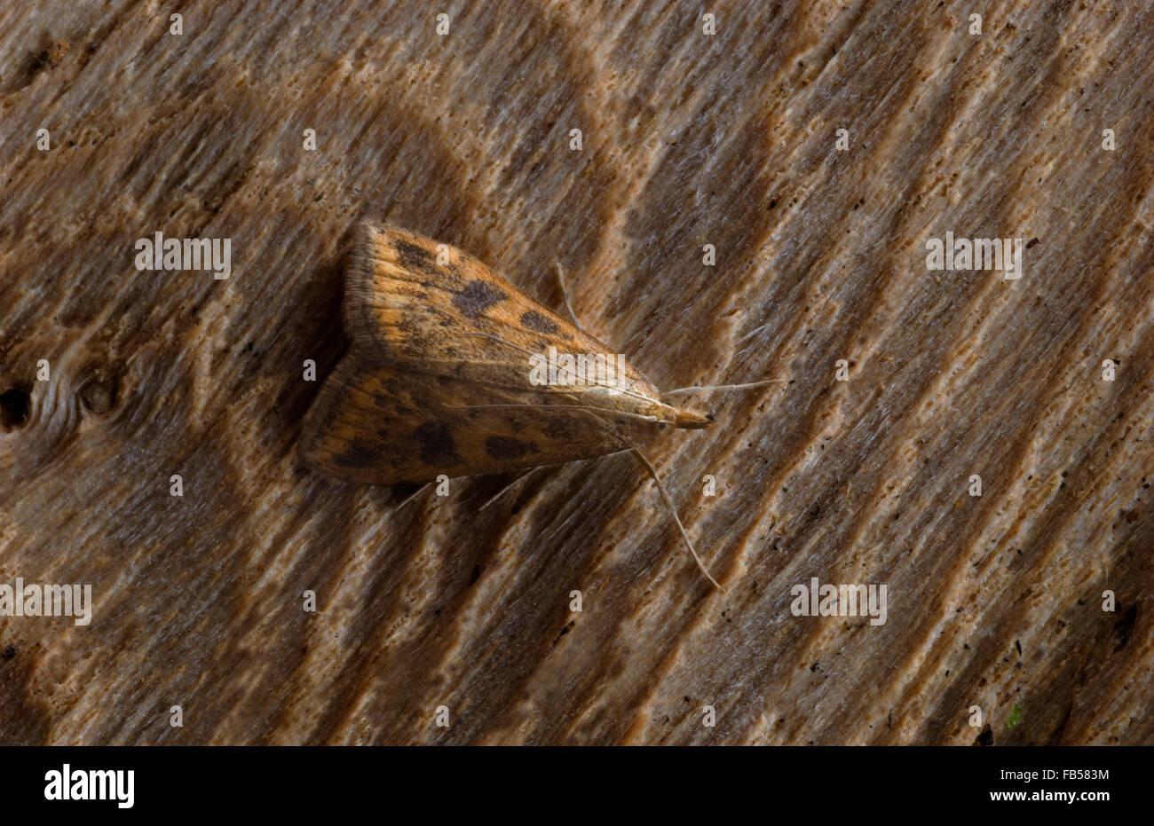 Rusty-dot Pearl (Udea ferrugalis) Stock Photo