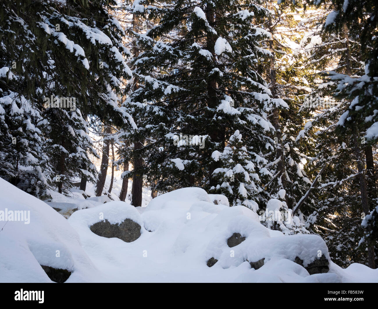 Fir under snow hi-res stock photography and images - Alamy