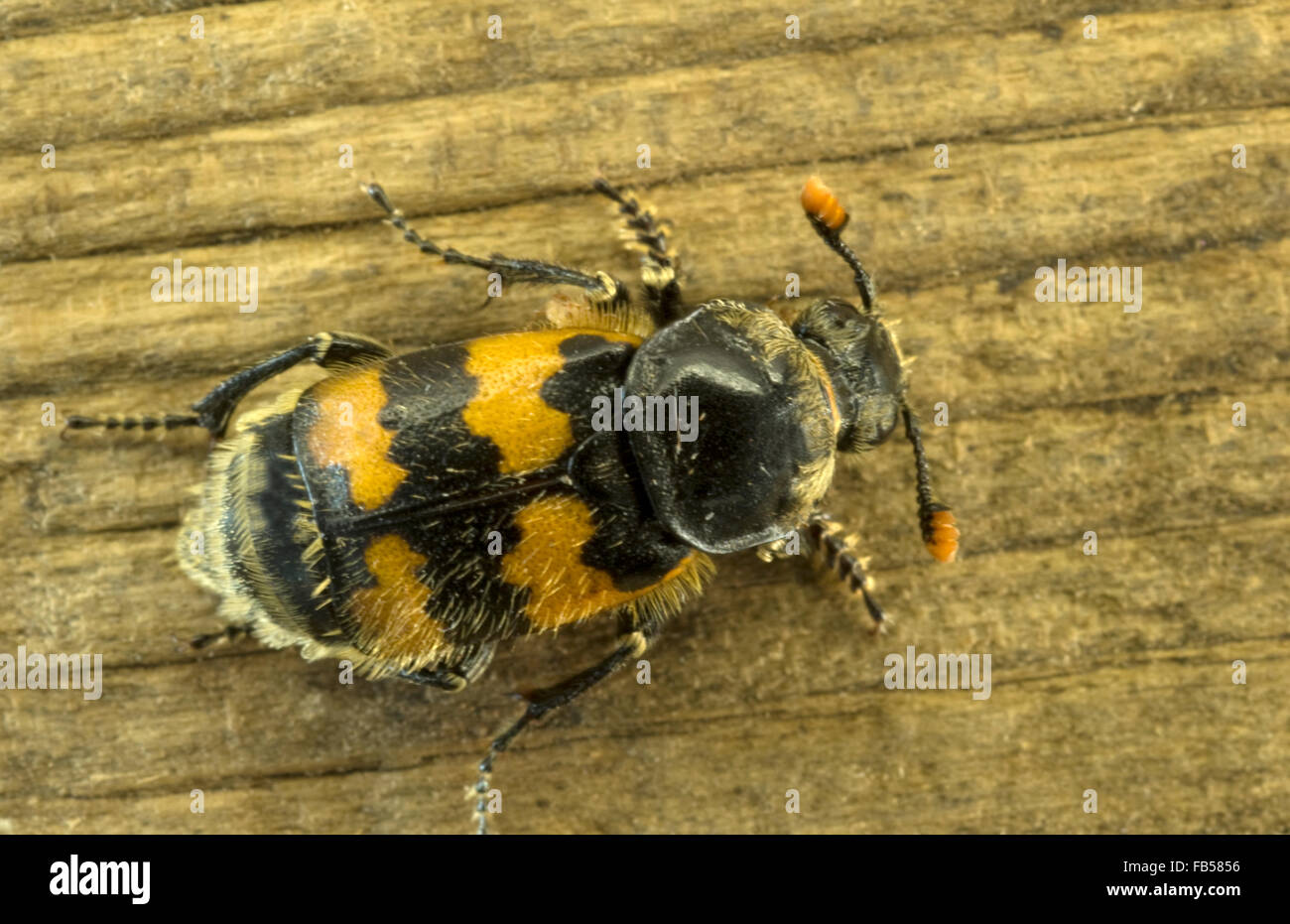 Burying beetle (Nicrophorus vespillo) Stock Photo